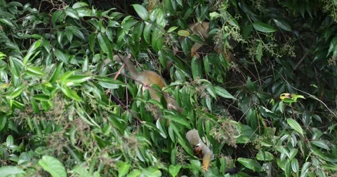 Collins Squirrel Monkey group feeding in the Amazon Rainforest close up 库存影片 344778991