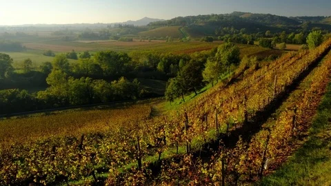 Collio vineyards  - Motion view Stock Footage 83464131