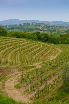 Collio vineyards Stock-Fotos