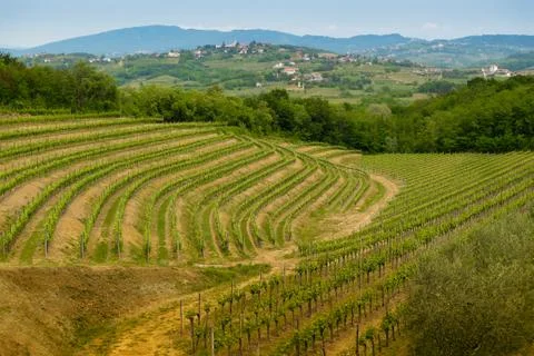 Collio vineyards Stock Photos
