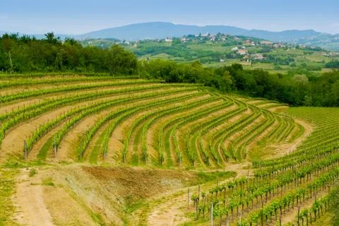 Collio vineyards Stock-Fotos