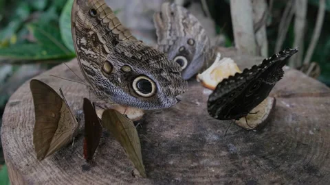 Collodi Butterfly House. Blue Morpho butterflies. Villa Garzoni, Pescia, Italy Stock-Footage 155146903