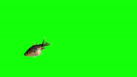 Collored Goldfish on green screen Stock Footage 33803049