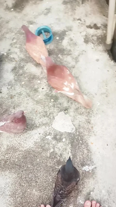 A collourful scane pigeons Stock Footage 276853987