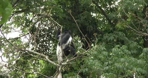 COLOBUS MONKEY 1 Stock Footage 256344531