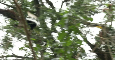 COLOBUS MONKEY 2 Stock Footage 256345374