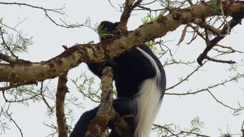 Colobus monkey, Colobus guereza, gracefully gripping a tree trunk, habitat in Stock Footage 327831507