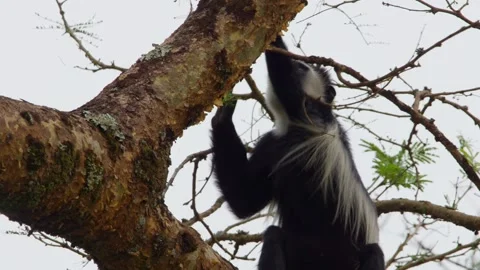 Colobus monkey - Colobus guereza - resting and feeding on a tree branch Stock Footage 327691406