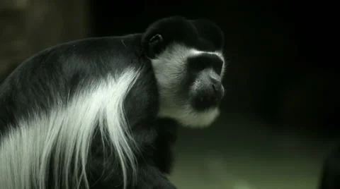 A colobus monkey, Colobus guereza, side view, sitting on dark background Stock Footage 46323519