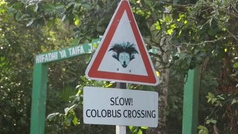 Colobus Monkey Crossing sign Video stock 84589253