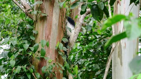 Colobus Monkey hiding behind a tree. Kibale National Park. Uganda Video stock 263106615