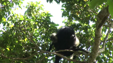 Colobus monkey hiding in tree leaves Stock Footage 138147465
