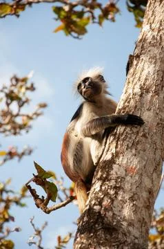 Colobus monkey hugging a tree in Zanzibar Stock Photos