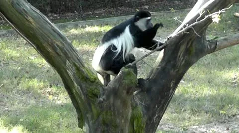Colobus Monkey I Stock Footage 20507280