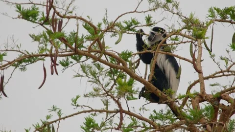 Colobus monkey perched high in a tree, foraging for food among the leafy Stock Footage 328132922
