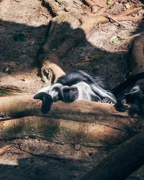 Colobus monkey resting in a tree Stock Photos