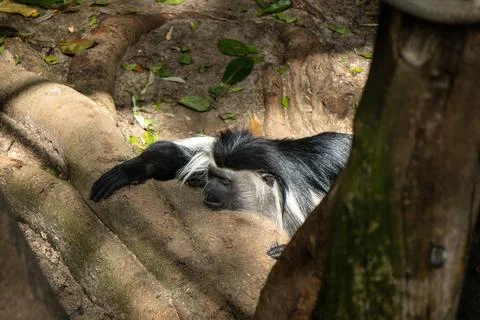 Colobus monkey resting on tree roots in the wild Stock Photos