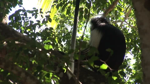 Colobus Monkey Sat in a Dark Tree Stock Footage 138147116