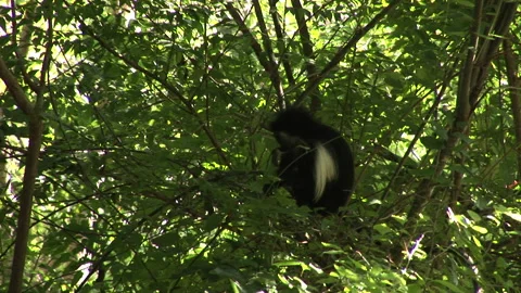 Colobus Monkey Sat in the Middle of Thick Green Leaves Stock Footage 138147132