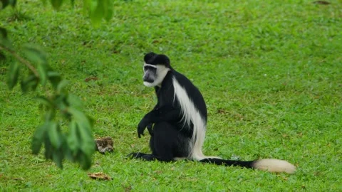 Colobus monkey sitting alertly on vibrant green grass, its distinctive black Stock Footage 328091783