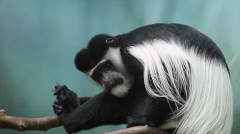 A colobus monkey, sitting on the green blur background and looking around. Stock Footage 46368115