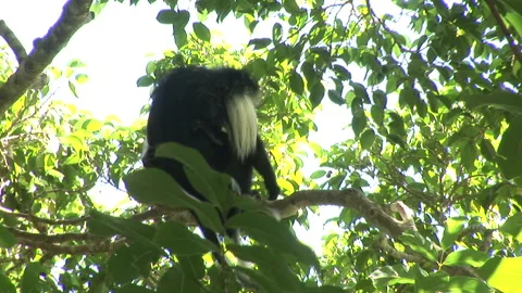 Colobus Monkey Sitting in Sunny Tree Stock Footage 138147320