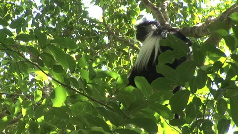 Colobus Monkey Sitting in tree leaves Stock Footage 138147202