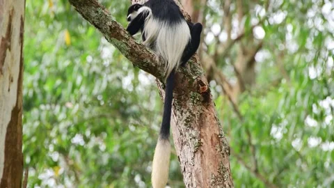 Colobus Monkey in a tree. Kibale National Park. Uganda Video stock 263106806