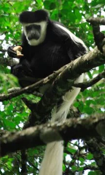 Colobus monkey in the tree Stock Photos