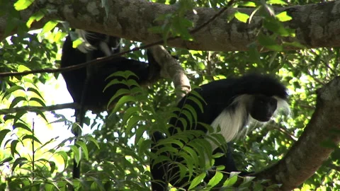 Colobus Monkey In Tree Turns and looks at camera Stock Footage 138147176