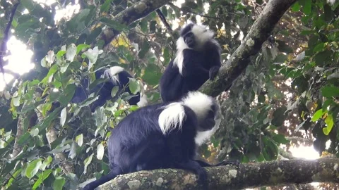 Colobus monkeys climb trees across African - Leaf Monkey and Rainforest Primate Stock Footage 339820536