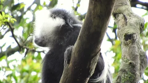 Colobus monkeys climb trees across African - African Monkey and Forest Primate Stock Footage 339820579
