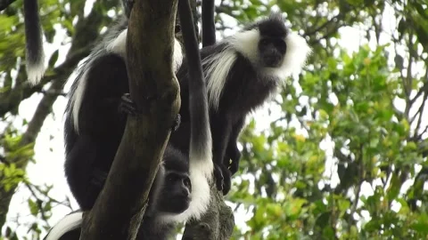 Colobus monkeys climb trees across African - Colobine Monkey and Forest Primate Stock Footage 339820582