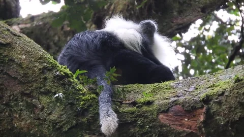 Colobus monkeys climb trees across African rainforest showing wild - Leaf Monkey Stock Footage 339820597