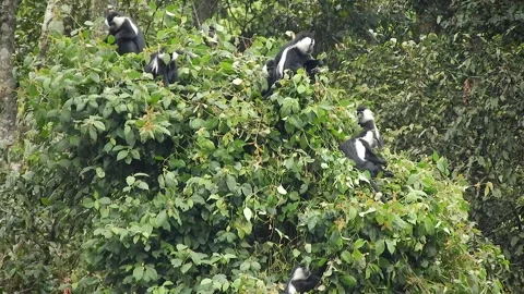 Colobus monkeys climb trees across African rainforest - Rainforest Primate Stock Footage 339820652