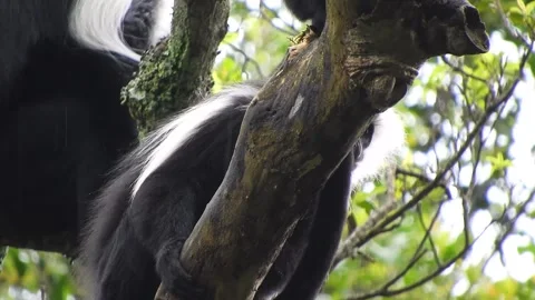 Colobus monkeys climb trees across African - Rainforest Primate and Tree Monkey Stock Footage 339820666