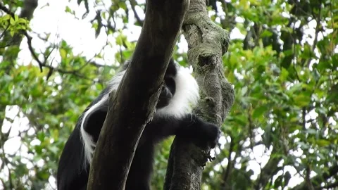 Colobus monkeys climb trees across African rainforest showing wild primates Stock Footage 339820681