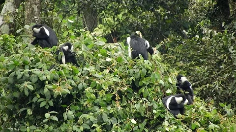Colobus monkeys climb trees across African rainforest - African Monkey Stock Footage 339820688