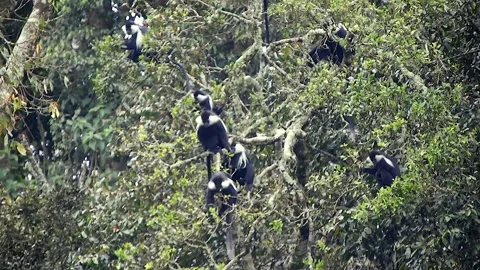 Colobus monkeys climb trees across African - Leaf Monkey and Tropical Wildlife Stock Footage 339820724