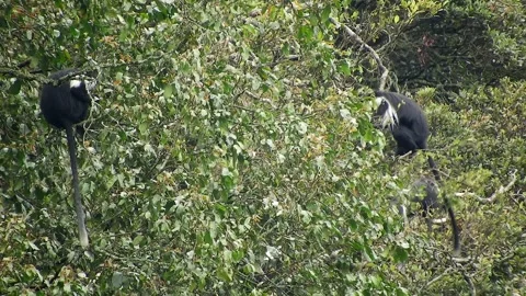 Colobus monkeys climb trees across African rainforest - Colobine Monkey Stock Footage 339820735
