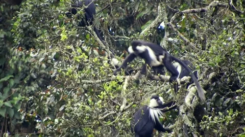 Colobus monkeys climb trees across African - Colobine Monkey and Jungle Canopy Stock Footage 339820756