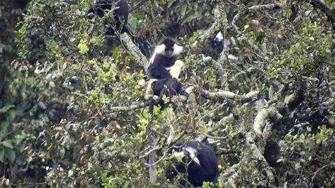 Colobus monkeys climb trees across African - Canopy Monkey and Forest Primate Stock Footage 339820801