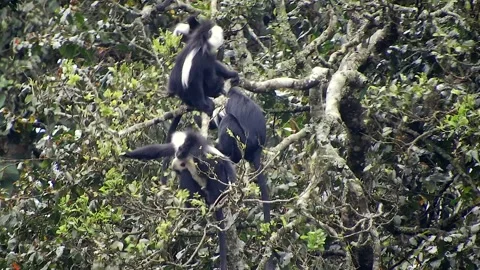 Colobus monkeys climb trees across African - Colobine Monkey and African Jungle Stock Footage 339820816
