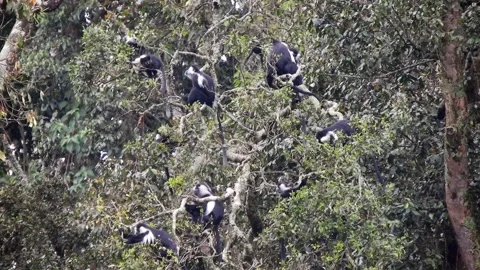 Colobus monkeys climb trees across African - Tree Monkey and Tropical Wildlife Stock Footage 339820863
