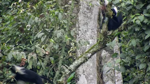 Colobus monkeys climb trees across African - African Monkey and Jungle Canopy Stock Footage 339820917