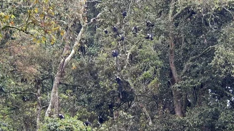 Colobus monkeys climb trees across African - African Monkey and Branch Sitting Stock Footage 339820931