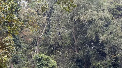 Colobus monkeys climb trees across African - Colobine Monkey and Branch Sitting Stock Footage 339820998