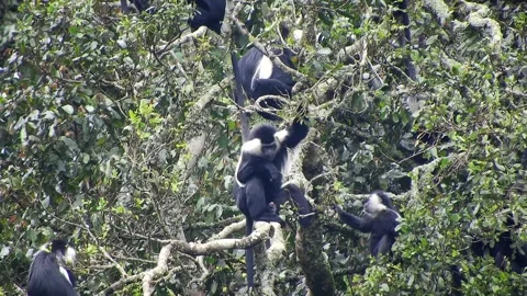 Colobus monkeys climb trees across African - Leaf Monkey and Forest Primate Stock Footage 339821027