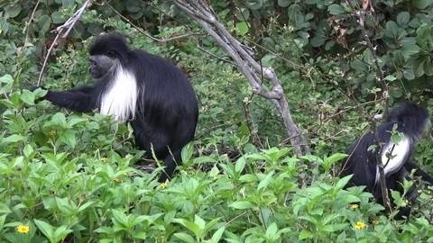 Colobus monkeys feeding Stock Footage