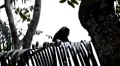 Colobus Monkeys, Running, Jungle Trees, Palm Tree HD Footage